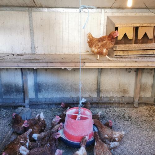 Bei den Hühnern